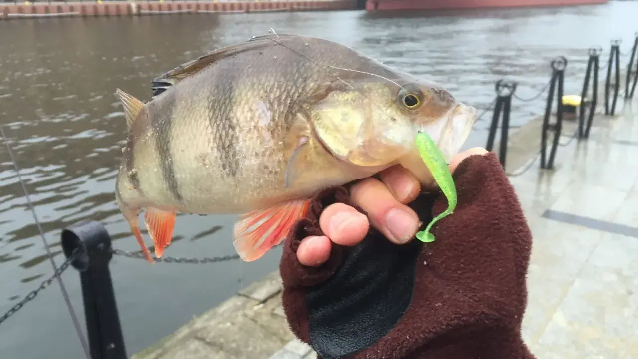 Sandacz złowiony na drop shot, z zieloną gumą w pysku. W tle port i statek.