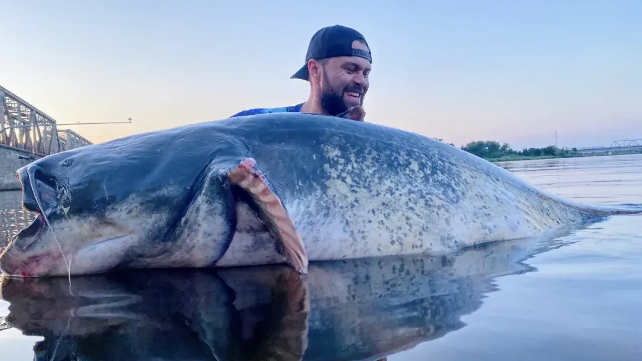 Szczęśliwy wędkarz z gigantycznym sumem w Odrze. Ryba jest ogromna, a jej odbicie w wodzie robi wrażenie.