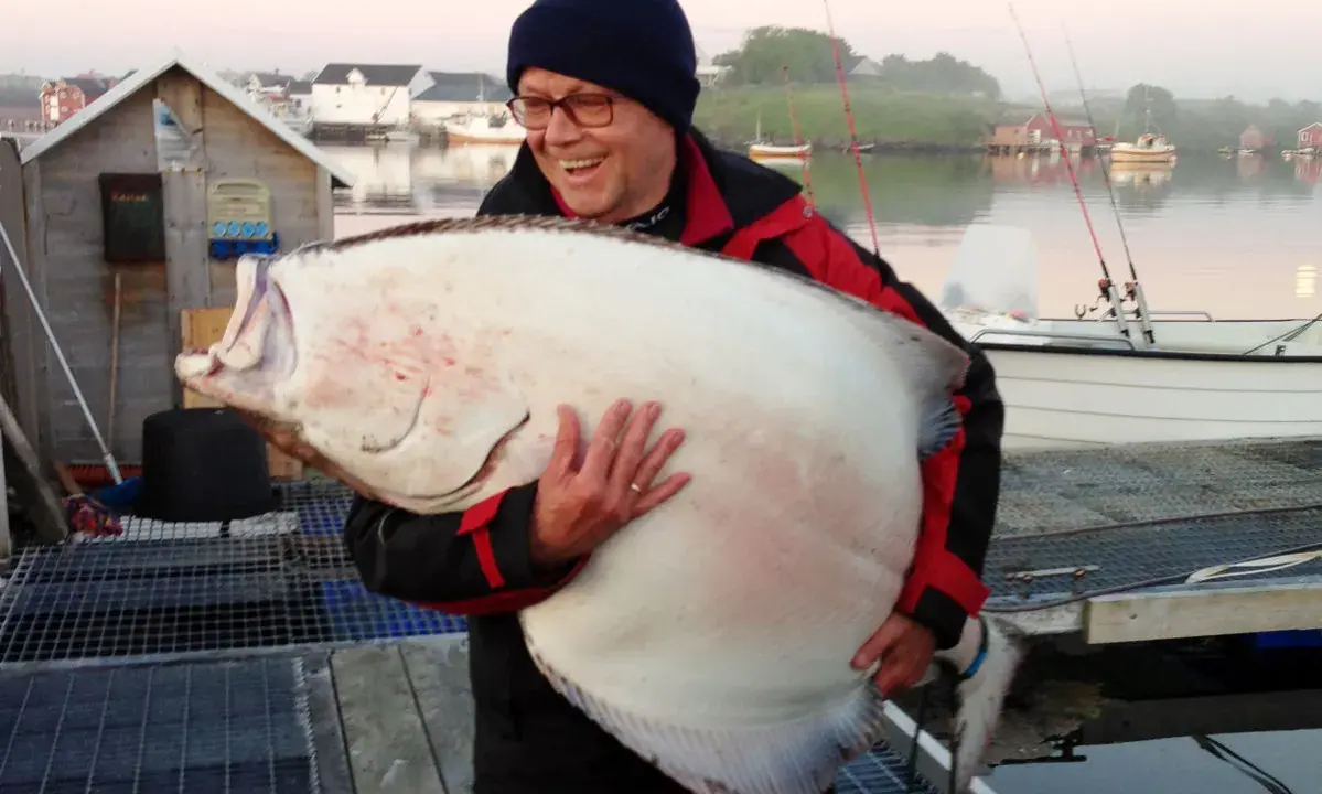 Szczęśliwy wędkarz trzyma ogromnego halibuta. Zapach halibut na jakie ryby - to pytanie zadaje sobie każdy, kto zobaczy ten okaz!