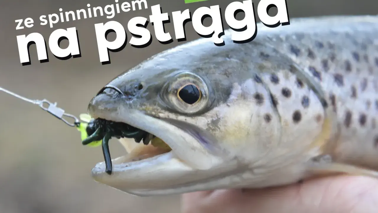 Pstrąg złowiony na spinning, z gumką imitującą owada w pysku.
