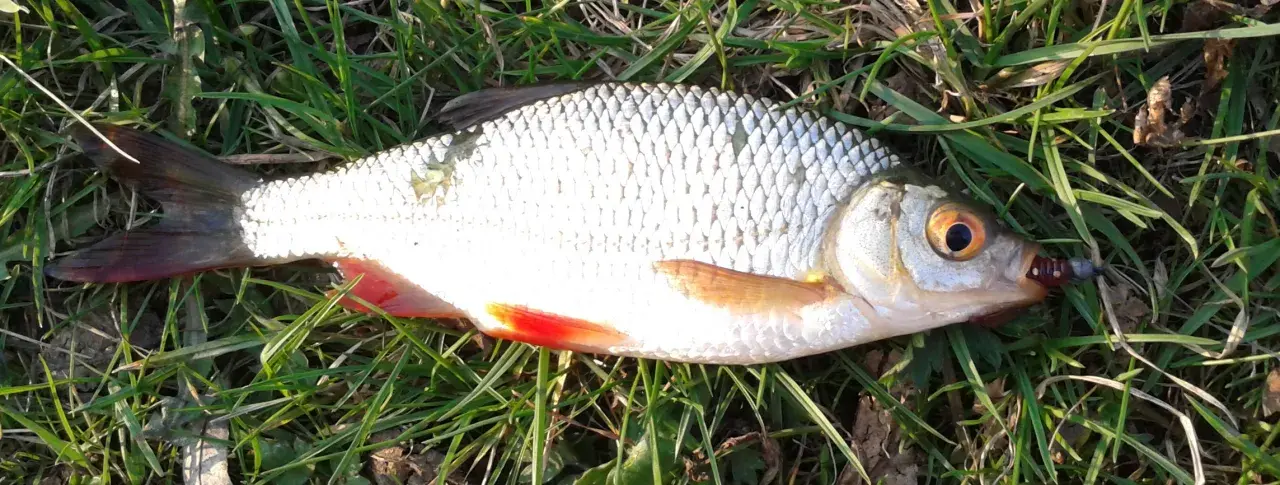Płoć i wzdręga leżą na trawie. Płoć ma srebrzyste łuski i czerwone płetwy. Wzdręga jest podobna, ale ma bardziej pomarańczowe płetwy.