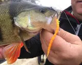 Okoń złowiony na pomarańczowego robaka metodą drop shot. Widać haczyk i przynętę w pysku ryby.