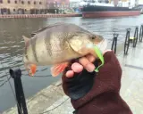 Sandacz złowiony na drop shot, z zieloną gumą w pysku. W tle port i statek.