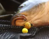 Karp z haczykiem w pysku, obok przynęta. Widać, na co bierze karp – żółte kulki.