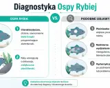 Ospa rybia objawia się drobnymi białymi kropkami, ryby ocierają się o dekoracje. Podobne objawy to pleśniawka, nadmierny śluz lub pęcherzyki powietrza.