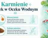 Karpie w oczku wodnym jedzą specjalne pokarmy. Wiosną i jesienią karmienie zależy od temperatury wody.