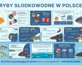 Różnorodne ryby rzeczne w Polsce: karp, szczupak, sum, pstrąg. Dowiedz się o nich więcej!