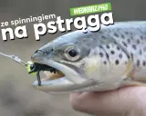 Pstrąg złowiony na spinning, z gumką imitującą owada w pysku.