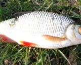 Płoć i wzdręga leżą na trawie. Płoć ma srebrzyste łuski i czerwone płetwy. Wzdręga jest podobna, ale ma bardziej pomarańczowe płetwy.