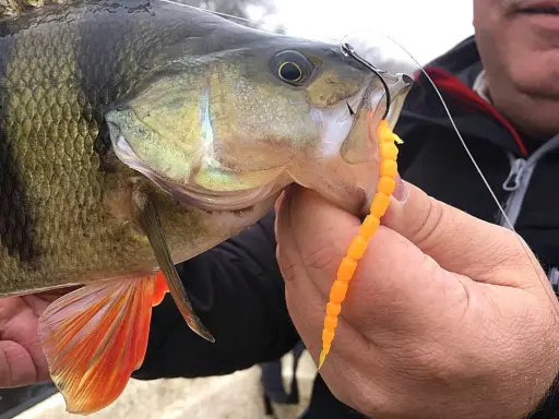 Okoń złowiony na pomarańczowego robaka metodą drop shot. Widać haczyk i przynętę w pysku ryby.