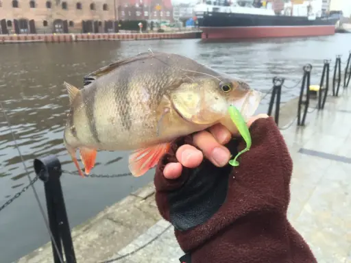 Sandacz złowiony na drop shot, z zieloną gumą w pysku. W tle port i statek.