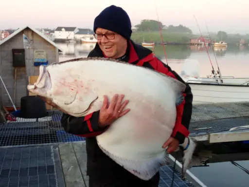 Szczęśliwy wędkarz trzyma ogromnego halibuta. Zapach halibut na jakie ryby - to pytanie zadaje sobie każdy, kto zobaczy ten okaz!