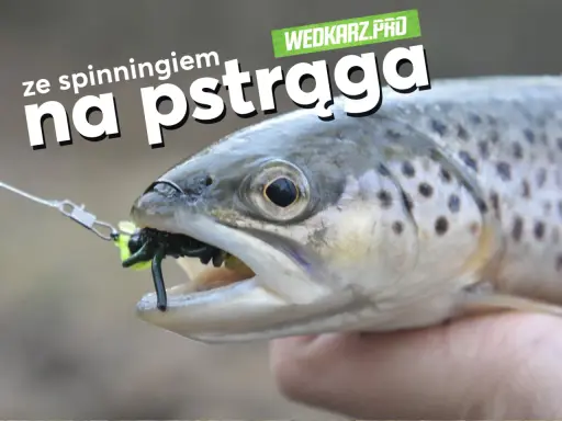 Pstrąg złowiony na spinning, z gumką imitującą owada w pysku.
