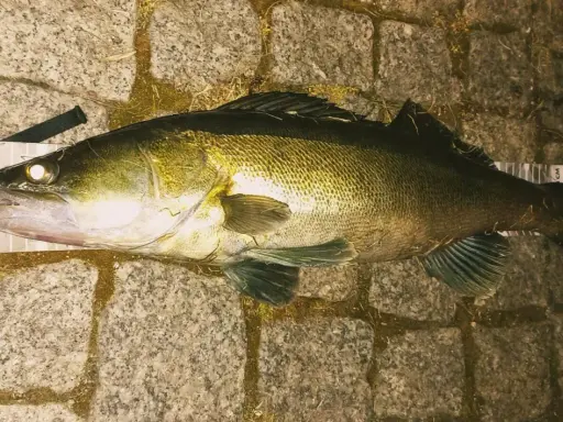 Duży sandacz leży na macie z miarką. Idealna wędka na sandacza to taka, która pozwoliła na złowienie tego okazu.