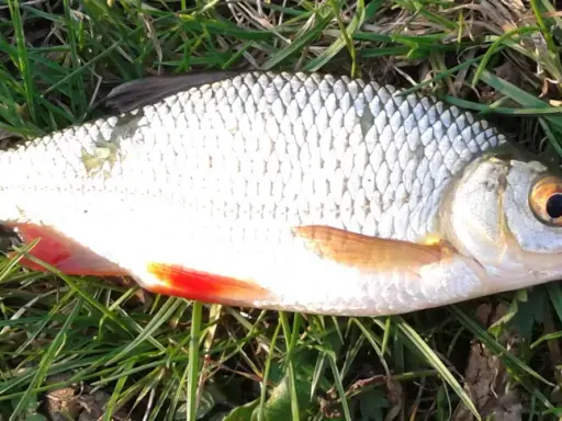 Płoć i wzdręga leżą na trawie. Płoć ma srebrzyste łuski i czerwone płetwy. Wzdręga jest podobna, ale ma bardziej pomarańczowe płetwy.