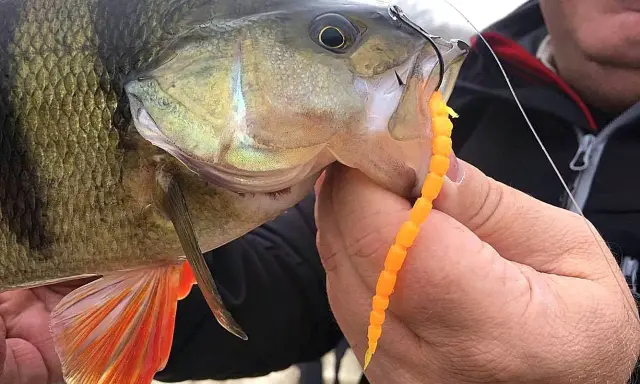 Okoń złowiony na pomarańczowego robaka metodą drop shot. Widać haczyk i przynętę w pysku ryby.