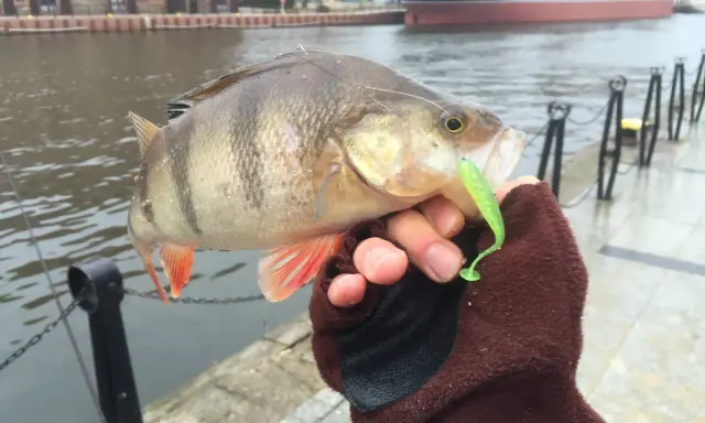 Sandacz złowiony na drop shot, z zieloną gumą w pysku. W tle port i statek.