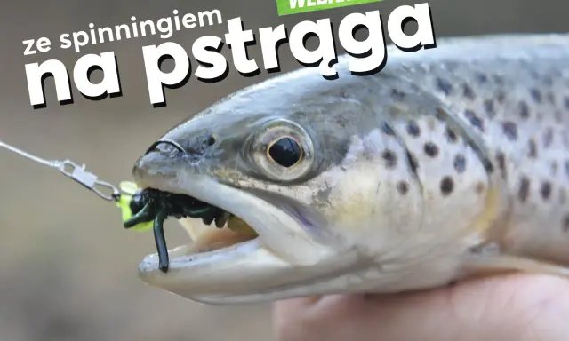 Pstrąg złowiony na spinning, z gumką imitującą owada w pysku.
