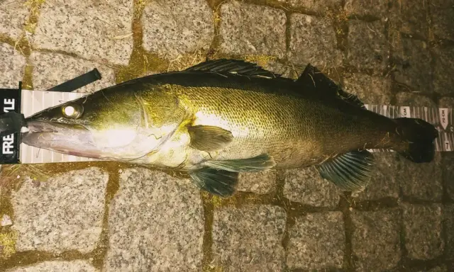 Duży sandacz leży na macie z miarką. Idealna wędka na sandacza to taka, która pozwoliła na złowienie tego okazu.