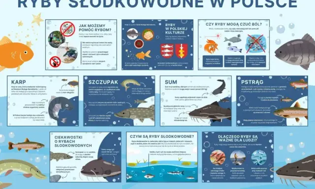 Szczupak to drapieżnik, który poluje na mniejsze ryby. Jego dieta obejmuje m.in. płocie, okonie i ukleje.