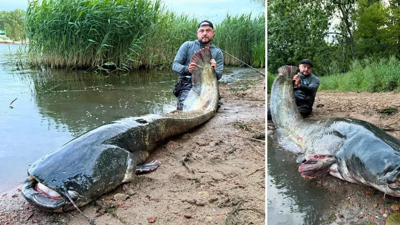Ogromny sum z Odry, złowiony przez wędkarza. Ryba leży na brzegu, obok trzcinowiska.
