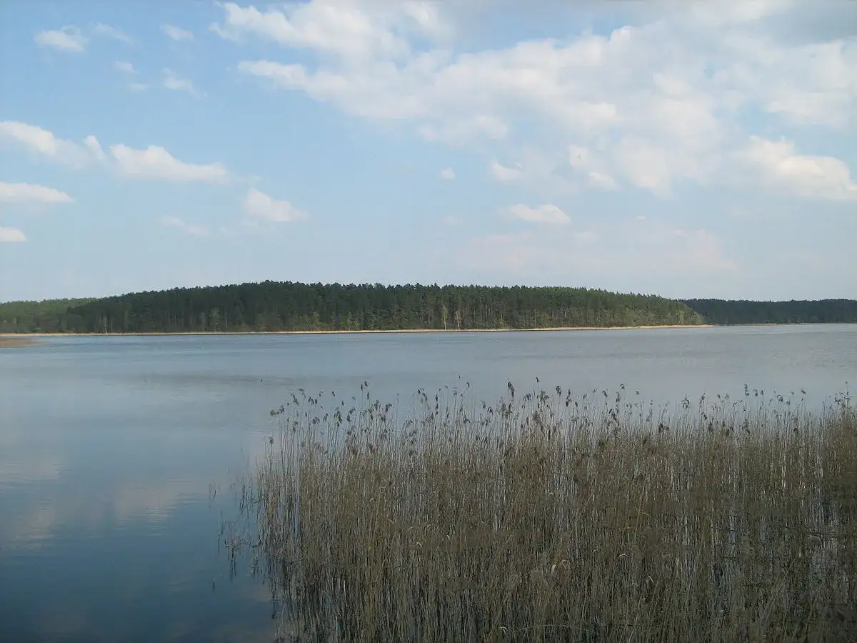 Spokojne jezioro Orzysz otoczone lasem, z trzcinami na pierwszym planie.