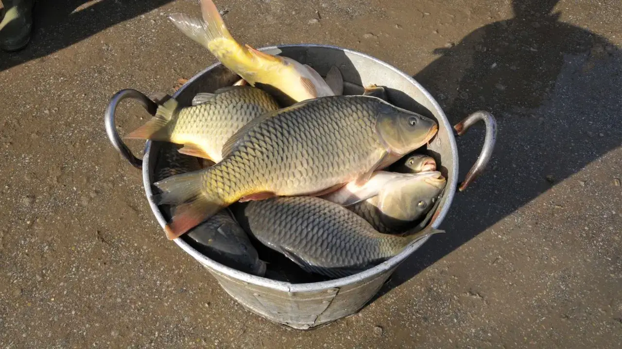 Wiadro pełne świeżo złowionych karpi. Widać ich łuski i pękate brzuchy. To dowód, na co najlepiej bierze karp!