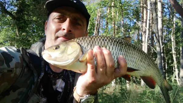 Wędkarz z dumą prezentuje złowione smużaki na klenia. Ryby błyszczą w słońcu, a w tle widać las.