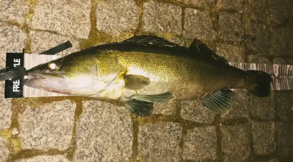 Duży sandacz leży na macie z miarką. Idealna wędka na sandacza to taka, która pozwoliła na złowienie tego okazu.